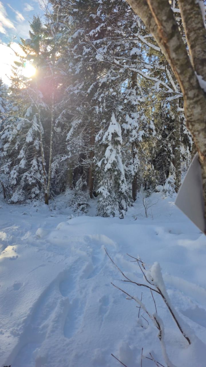 Sapinière au matin, soleil filtré entre les troncs